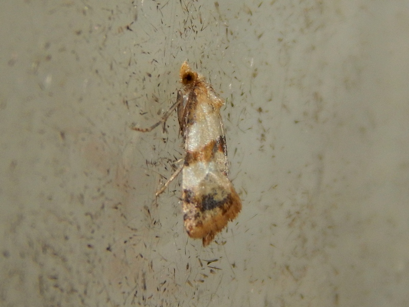 Tortricidae (?) da ID - Phalonidia contractana